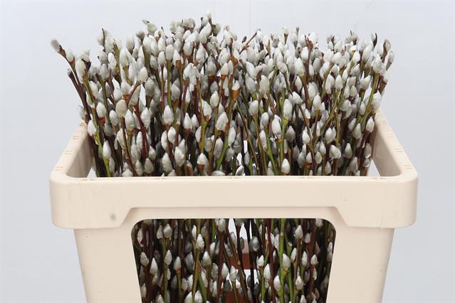 <h4>Salix snow flake</h4>