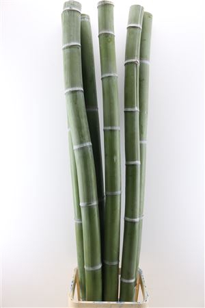 <h4>Bamboe 80-100 2meter</h4>