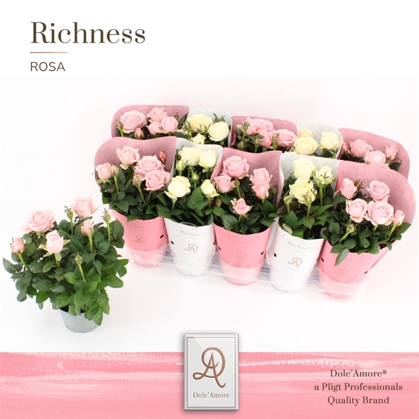 <h4>Potroos INFINITY Mix Wit/Roze P105 Dolc'Amore® Richness</h4>