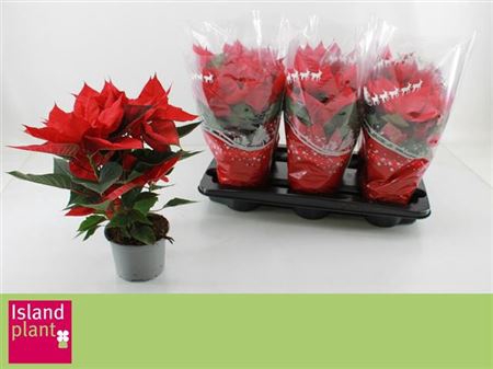 <h4>Euphor P Chr F Red 4+</h4>