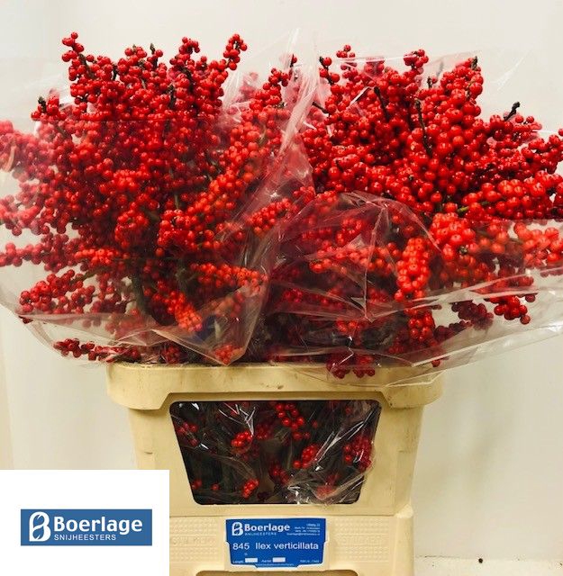 <h4>Ilex verticillata red</h4>