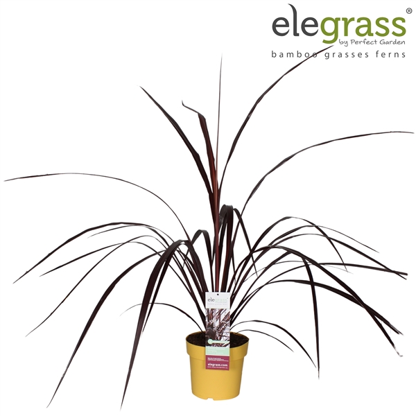 <h4>Cordyline x 'Festival® Burgundy' P23</h4>