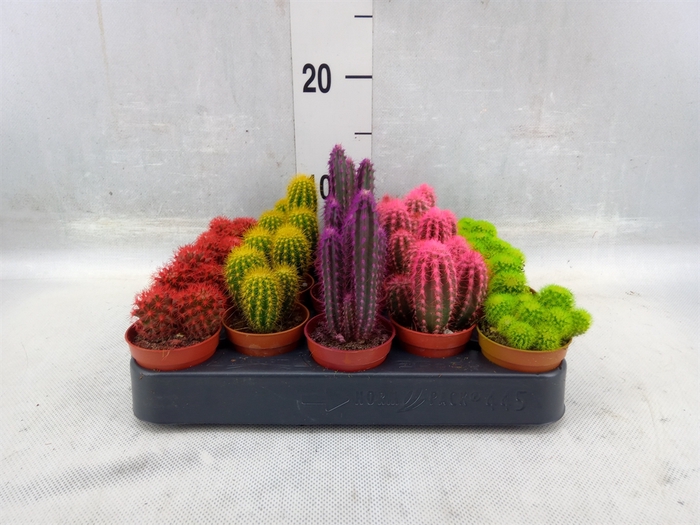 <h4>Cactus ...</h4>