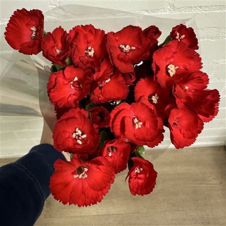 <h4>Di S Cris Red</h4>