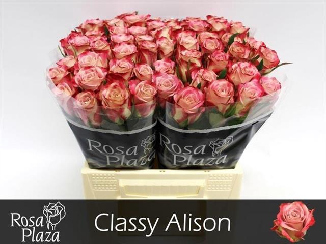 <h4>Rosa la classy alison</h4>
