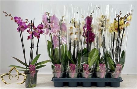 <h4>Phal Gem 3 Tak</h4>