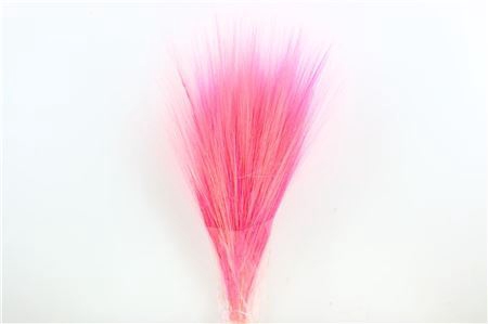 <h4>Dried Barba De Bode L. Pink Bunch</h4>