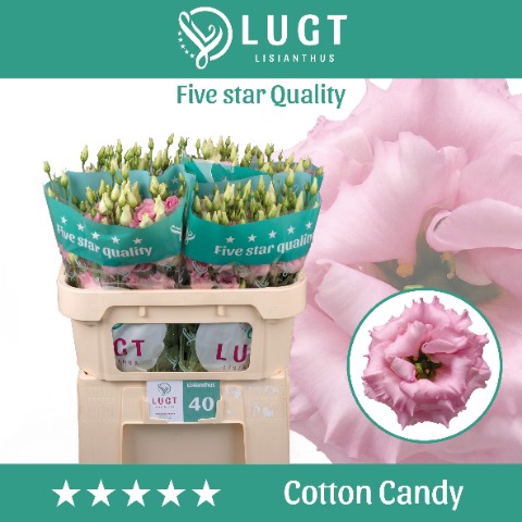 <h4>Eus G Cotton Candy</h4>