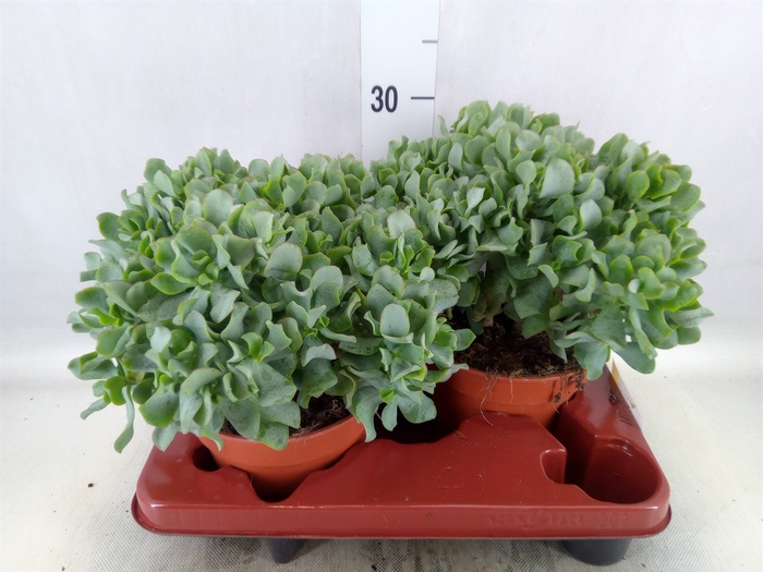 <h4>Crassula arborescens subsp. undilat</h4>