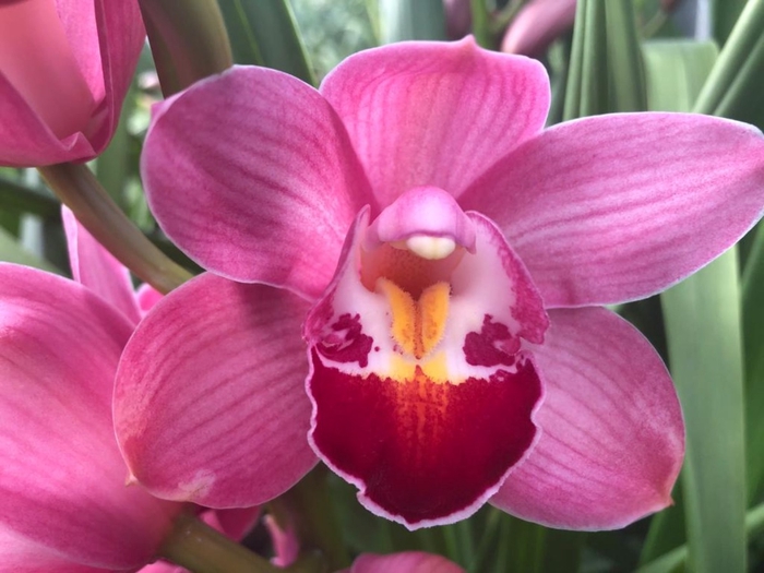 <h4>Minicymbidium pink fall</h4>