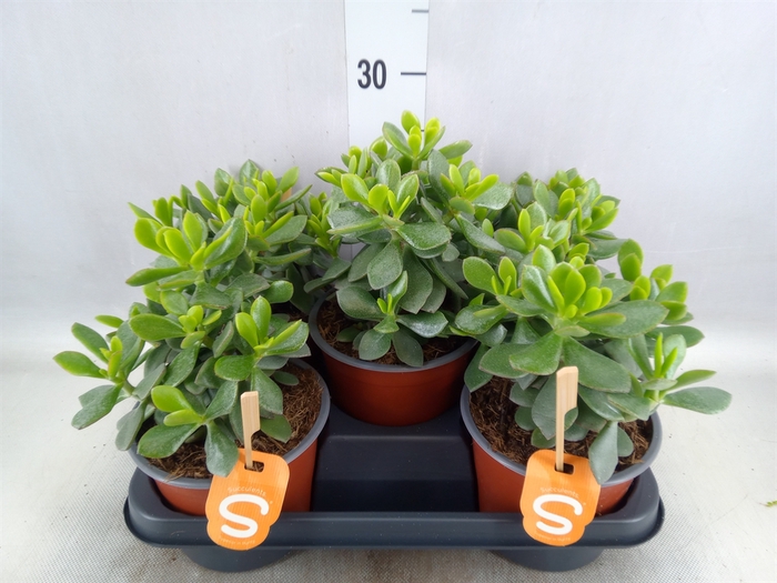 Collection de 3 succulentes - Crassula 'Minova Magic' + 2