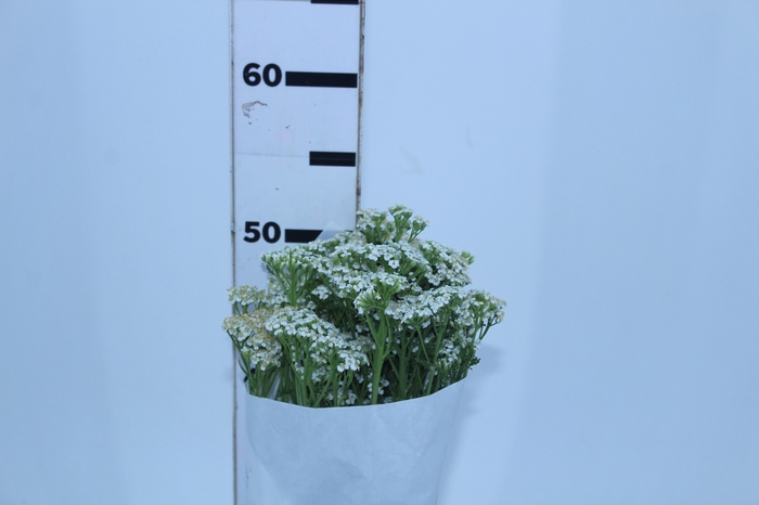 <h4>ACHILLEA MILLEFOLIUM BRANCO 070 CM</h4>