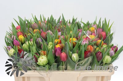 <h4>Tulipa do rainbow (mixbunch)</h4>