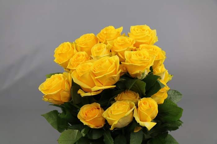 <h4>Rosa ec super sun</h4>