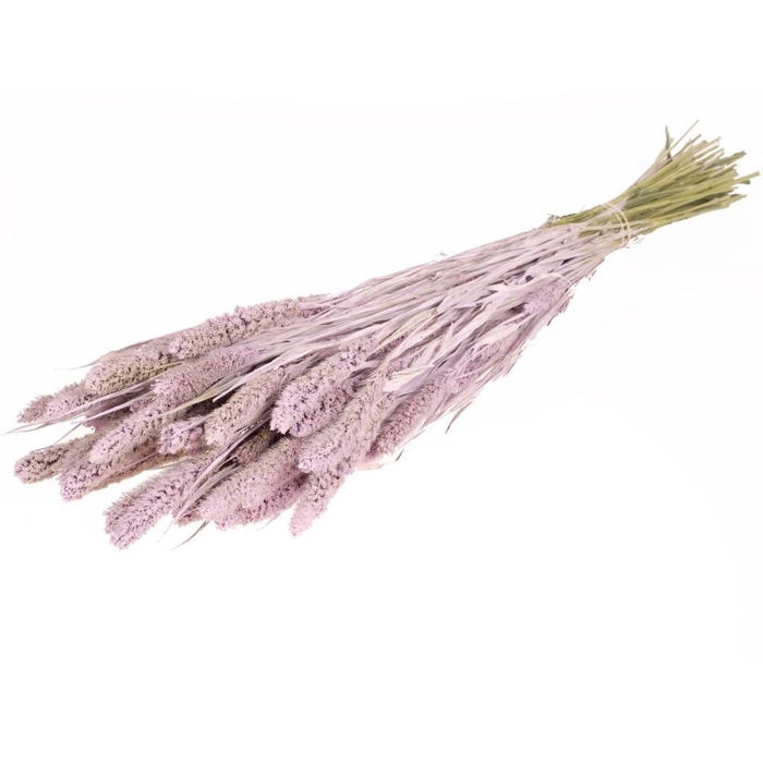 <h4>Setarea SB lilac misty</h4>