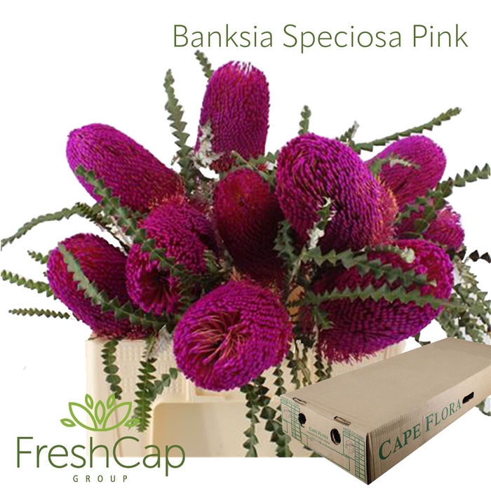 <h4>Banksia Speciosa Pink</h4>
