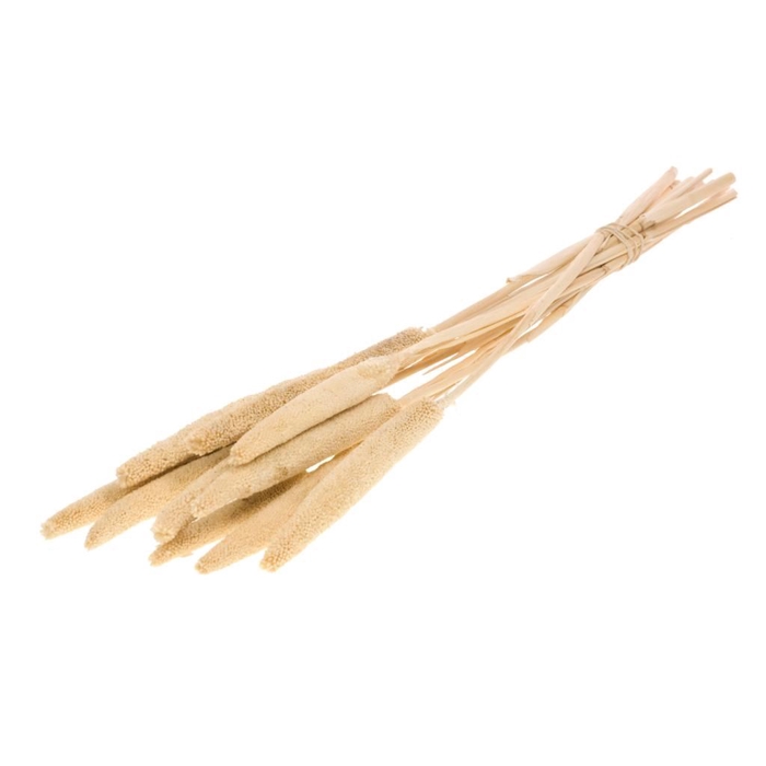 <h4>Babla bleached white</h4>