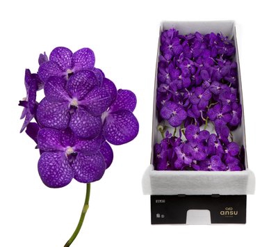 <h4>Vanda pink maroon stem</h4>