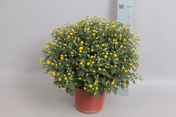 Bolchrysant jasoda Yellow