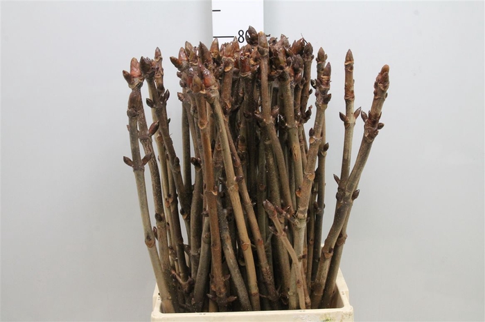 <h4>Aesculus Hippoc Tak</h4>