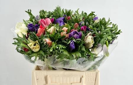 <h4>Anemone mistral plus rainbow</h4>