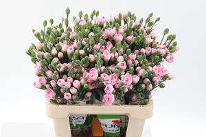 <h4>Dianthus sp athena</h4>