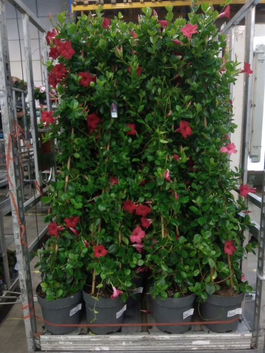 <h4>Mandevilla 'sundavil Velvet Red'</h4>