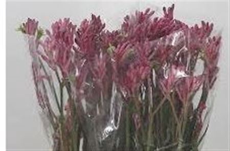 <h4>... # Anigozanthos Pink **clearout**</h4>