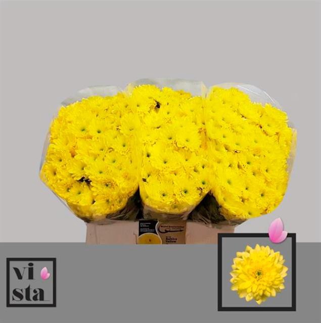 <h4>CHR T ALTAJ YELLOW</h4>