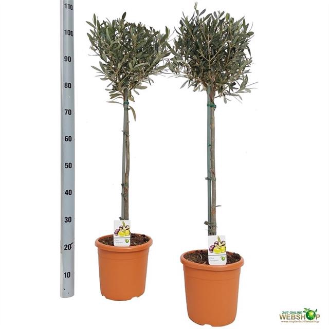 <h4>OLEA EUROPAEA</h4>
