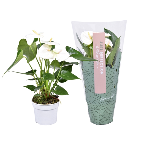 <h4>Anthurium Namora ''Just perfection®'' (XL-Flowers)</h4>