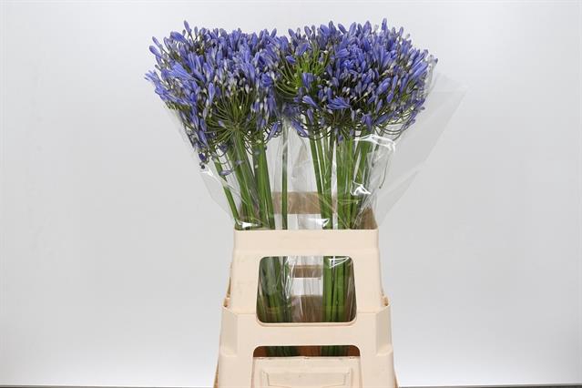 <h4>Agapanthus blue heaven</h4>