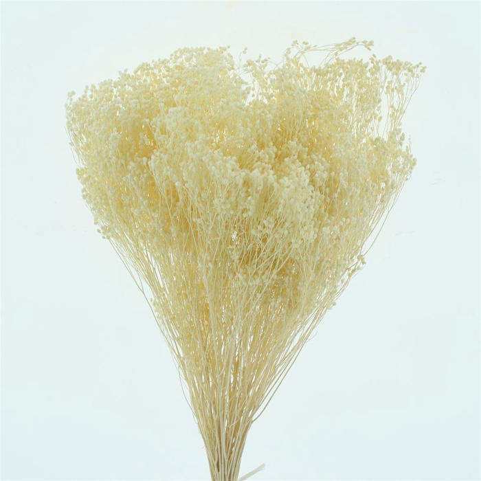 <h4>Dried Broom Bloom Bleached White</h4>