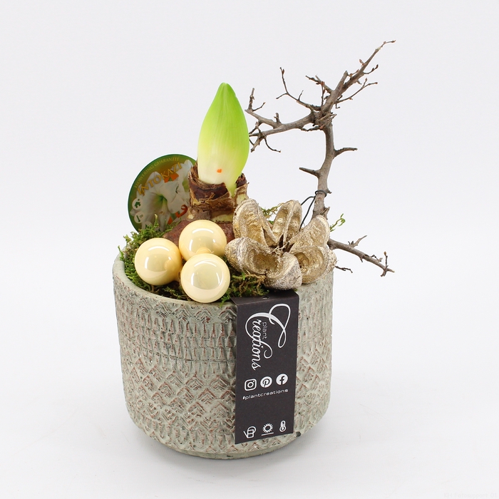 <h4>HICR-2328W Kerst Amaryllis</h4>