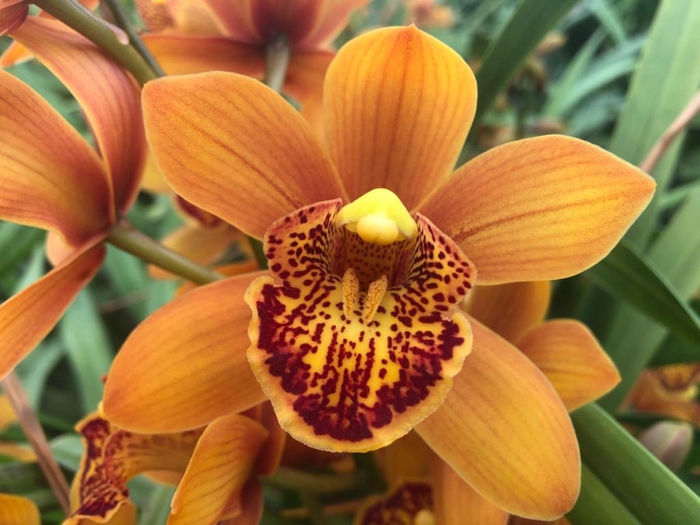 <h4>Minicymbidium brown enzan forest majolica</h4>