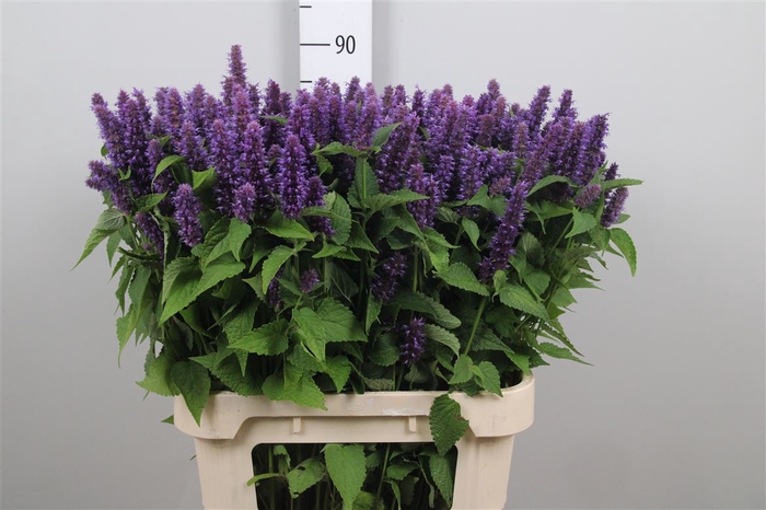 <h4>Agastache Blue</h4>