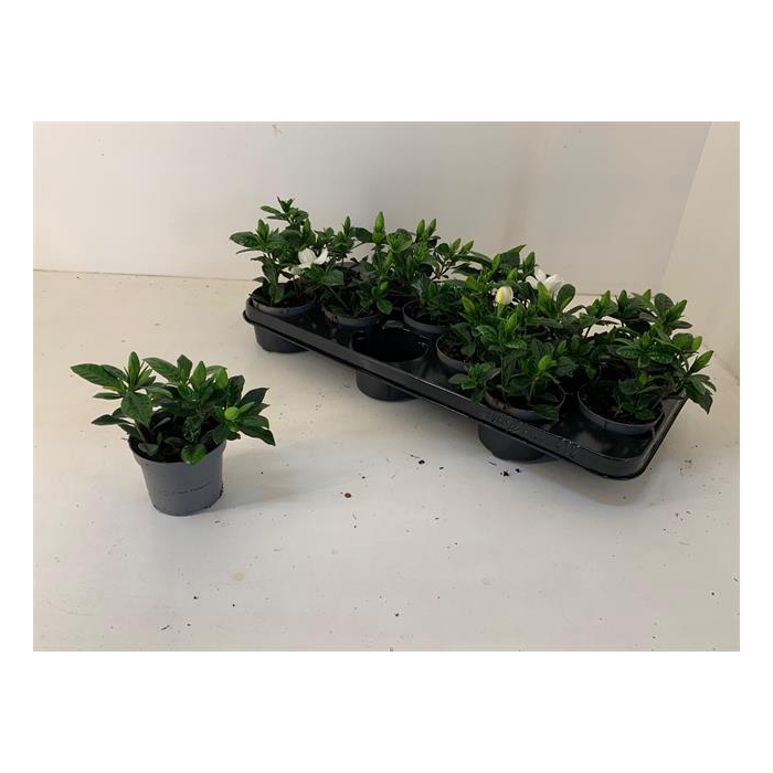 <h4>Gardenia Jasminoides 9Ø 15cm</h4>