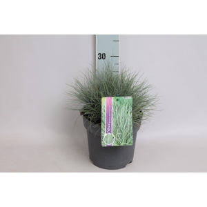 vaste planten 19 cm  Festuca