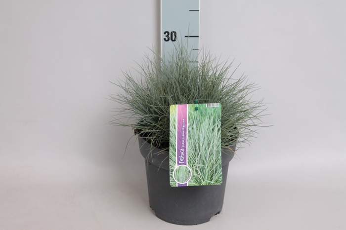 vaste planten 19 cm  Festuca