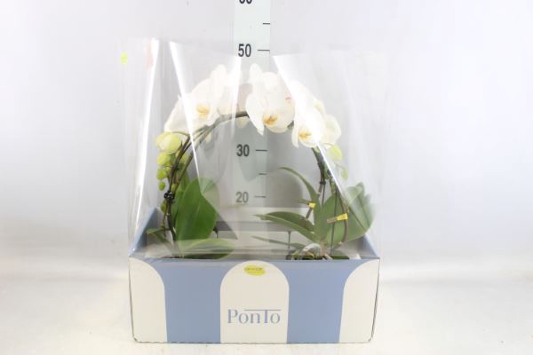 <h4>Phalaenopsis   ...white</h4>
