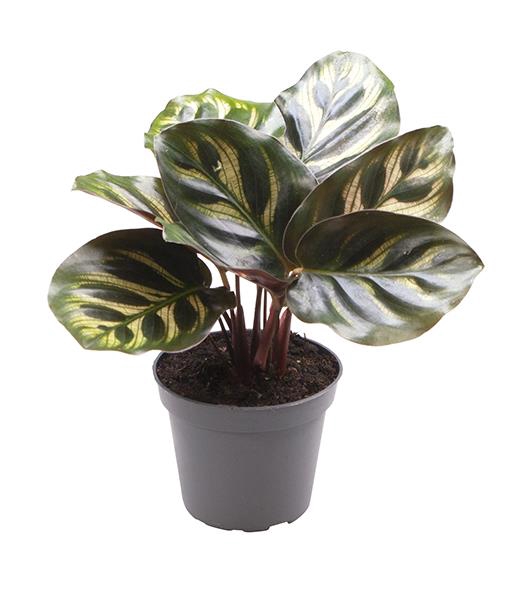 <h4>CALATHEA MAKOYANA P6</h4>