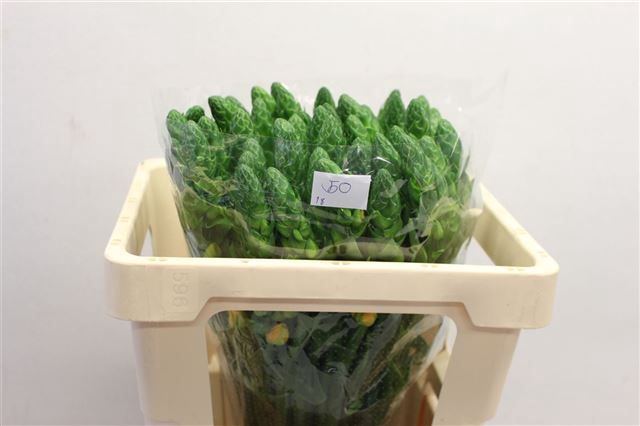 <h4>Ornithogalum volcan sol</h4>