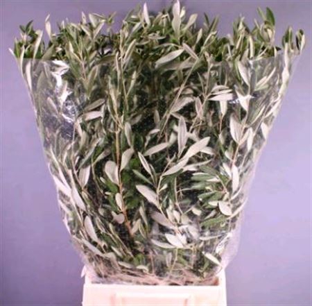 <h4>... # Olea Europea 300 Gr ** Clear Out**</h4>