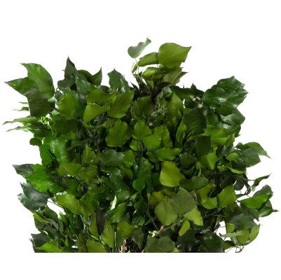 Hedera Green HED/4103
