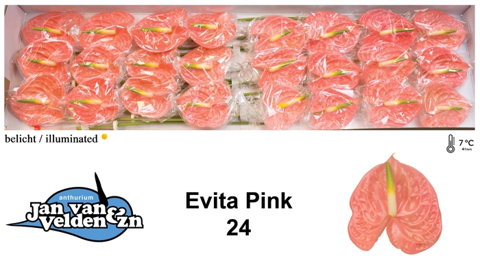 <h4>Evita Pink 24</h4>