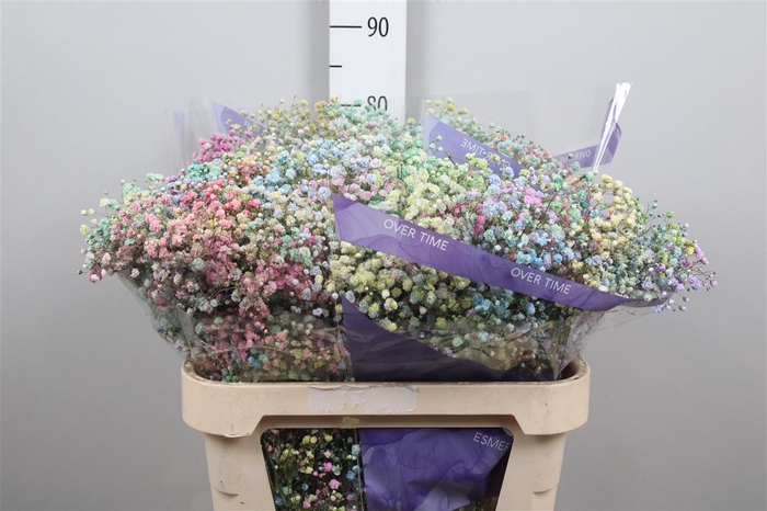 <h4>Gyps Rainbow Mixed In Stem</h4>