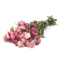 <h4>.Helichrysum nat.pink</h4>