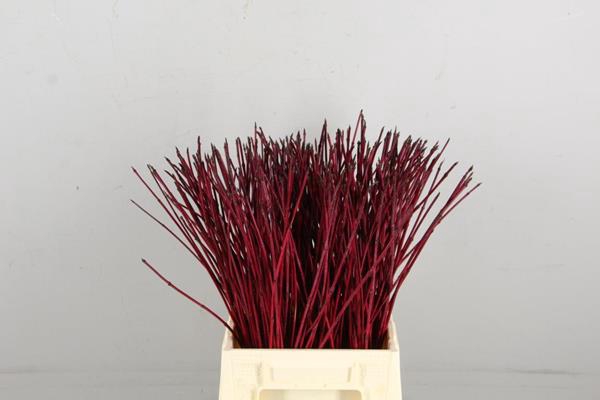 <h4>Cornus Alba Sibirica Rood</h4>