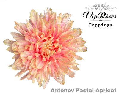 <h4>Chrys bl paint antonov pastel apricot</h4>