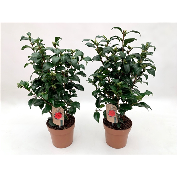 <h4>Camellia Japonica Mary Williams 20-25 knoppen</h4>